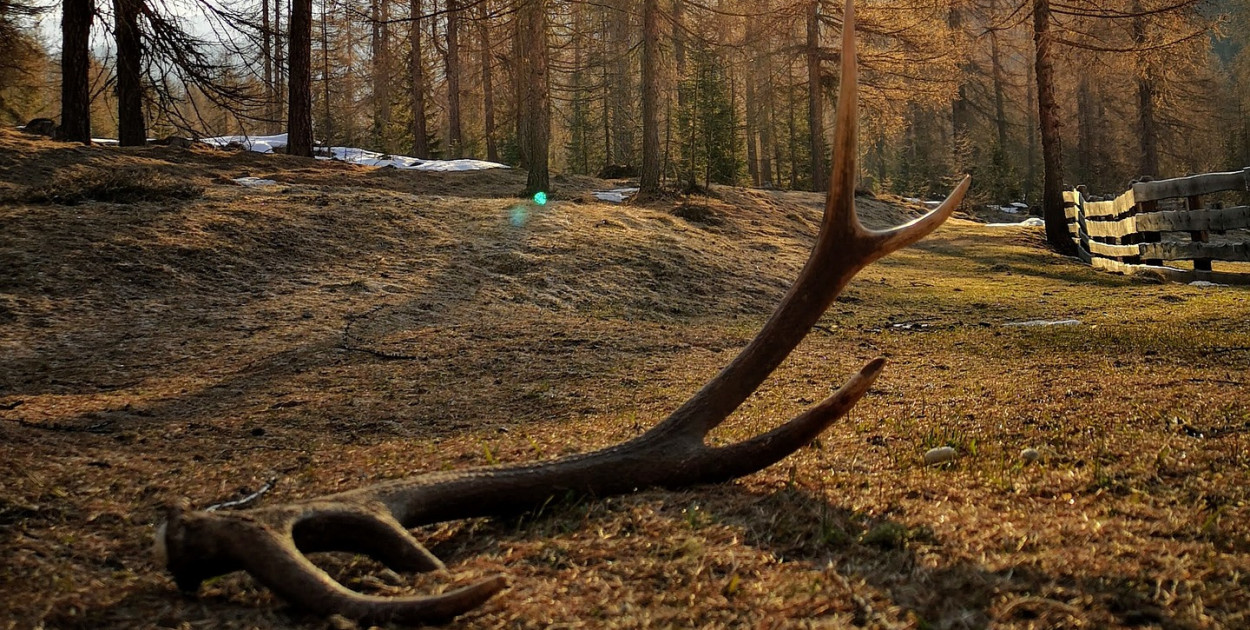 Znalazłeś poroże i chcesz je zabrać do domu? Leśnicy mówią jasno