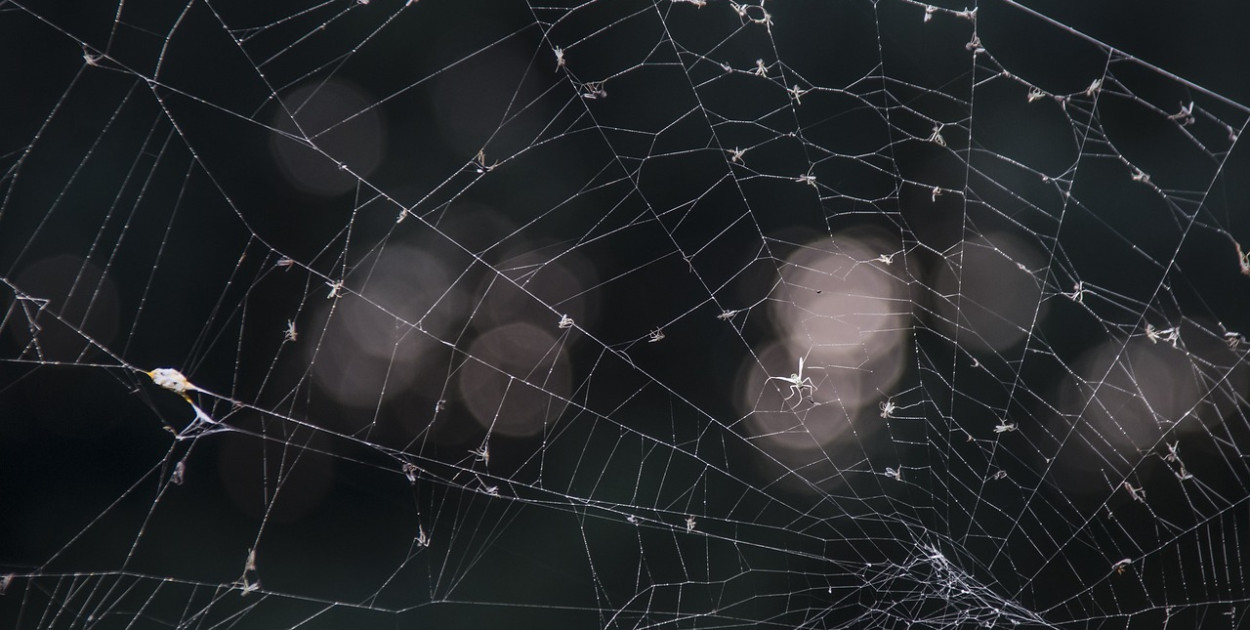 Australijski pająk domowy w Holandii 
