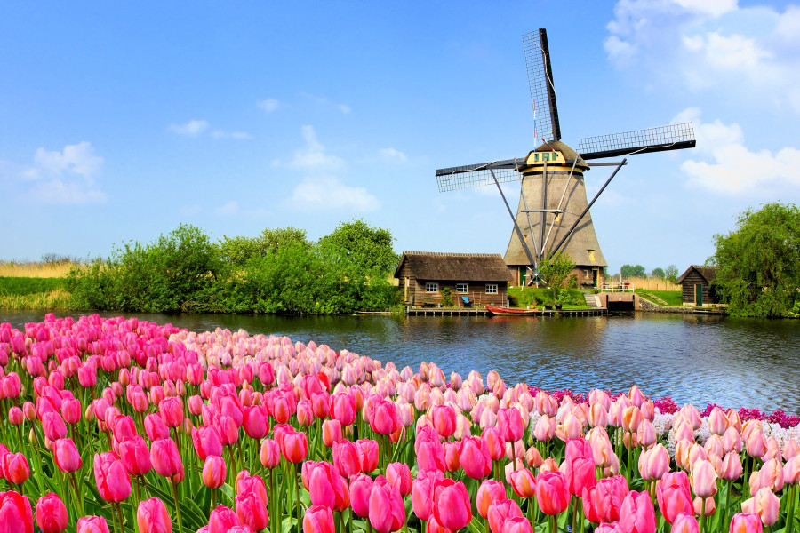 Kolorowe tulipany w Holandii wiosną na tle ogrodów Keukenhof