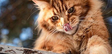 Odebrano 31 kotów rasy Maine Coon -51388