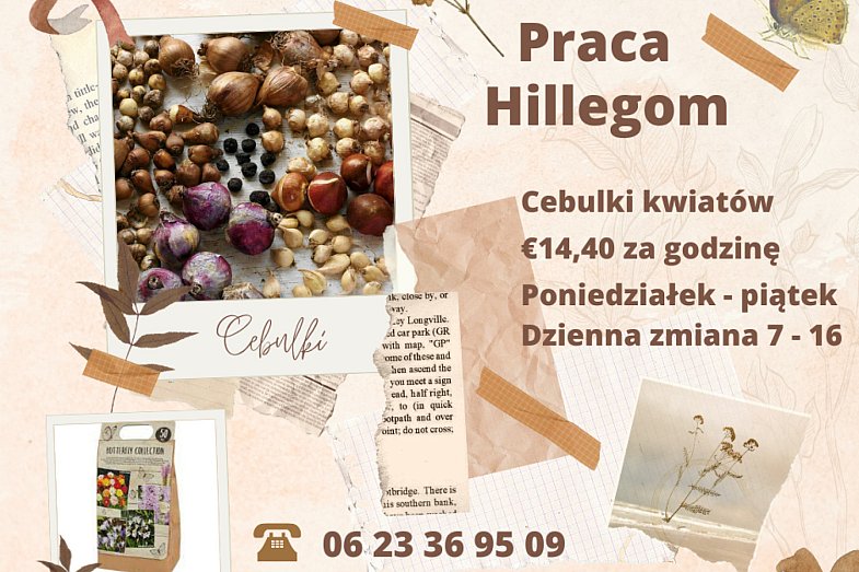 zdjecie ogloszenia