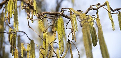 Ostrzeżenie przed wysokim stężeniem pyłków