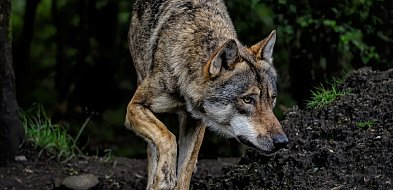 Pierwszy spadek liczby ataków od lat