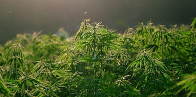 Marihuana zastąpiła kokainę w liczbie przejęć