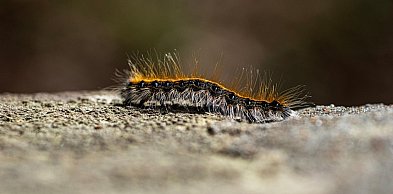 Korowódki dębówki pojawiły się historycznie szybko