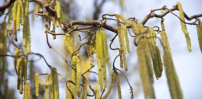 Ostrzeżenie przed wysokim stężeniem pyłków