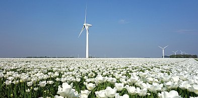 Holenderskie kwiaty w Watykanie