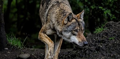 Pierwszy spadek liczby ataków od lat