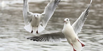 Zakaz karmienia mew budzi wątpliwości