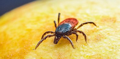 Coraz większy problem z kleszczami