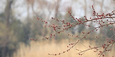 Wiosenna aura w Holandii