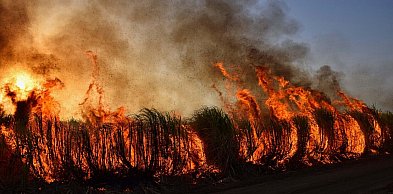 Duży pożar lasu w Limburgii, trzeci w ciągu doby