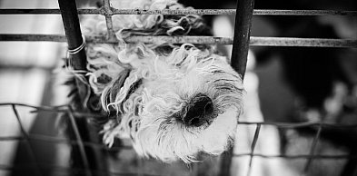 Coraz brutalniejsze przypadki znęcania się nad zwierzętami