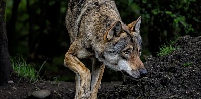 Dziesiątki wilków mogło paść ofiarą kłusowników