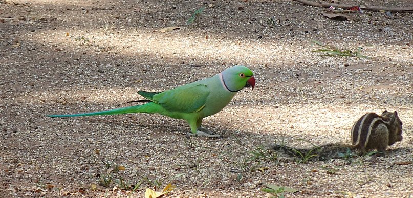 Papugi zagrożeniem dla Binnenhof