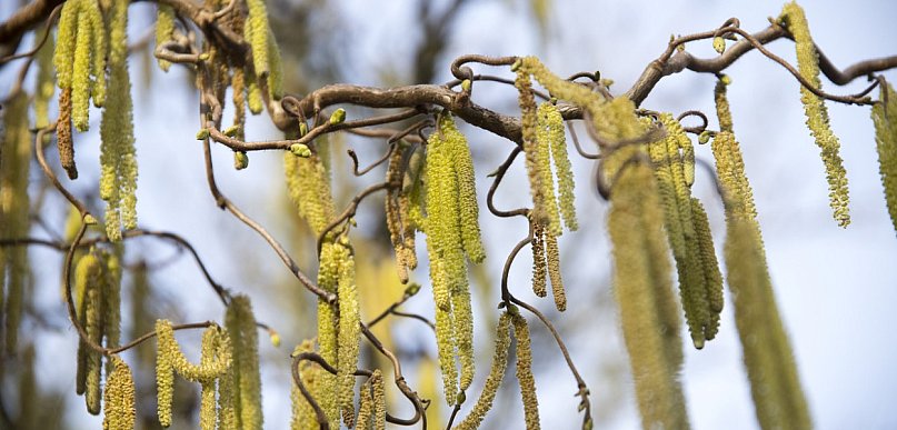 Ostrzeżenie przed wysokim stężeniem pyłków