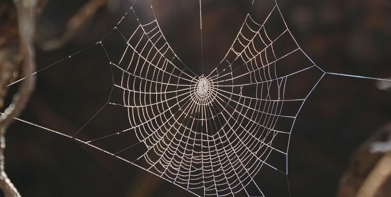Śródziemnomorski gatunek pająka w Holandii 