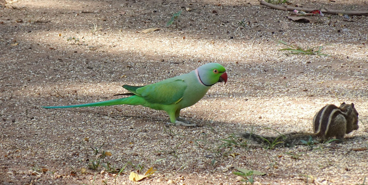 Papugi zagrożeniem dla Binnenhof