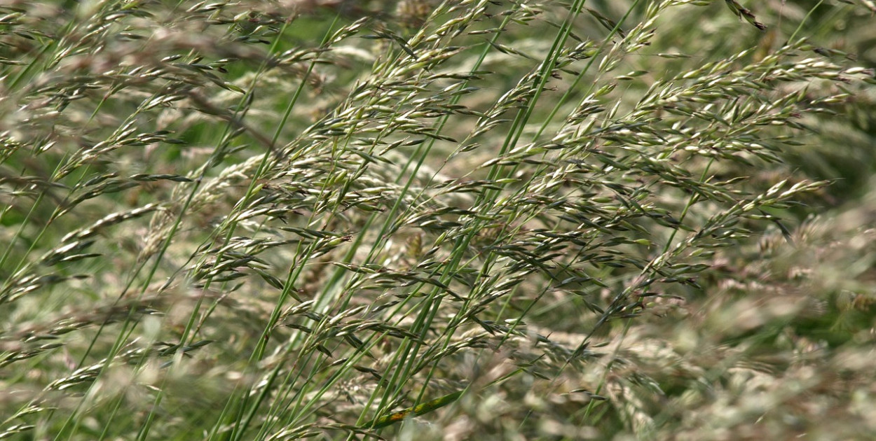 Wiosenna pogoda przyniesie wyższym poziom pyłków