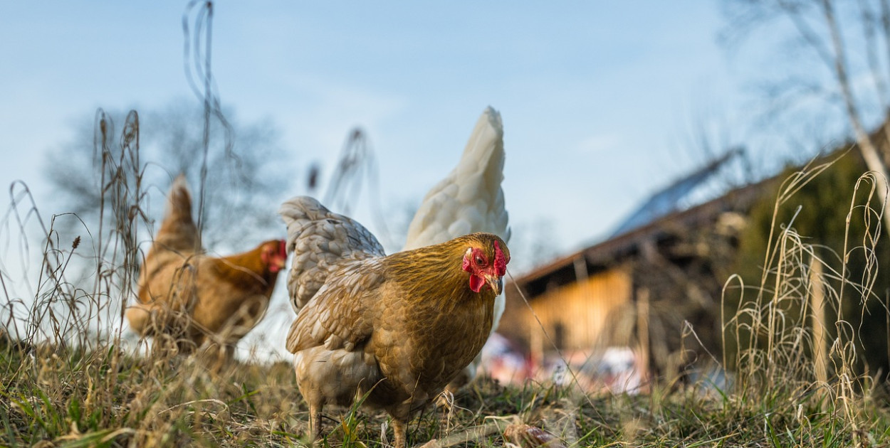 Przypadek ptasiej grypy w Drenthe