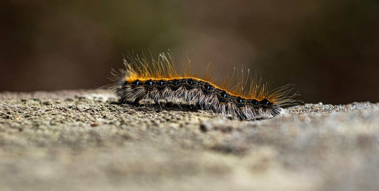 Korowódki dębówki pojawiły się historycznie szybko
