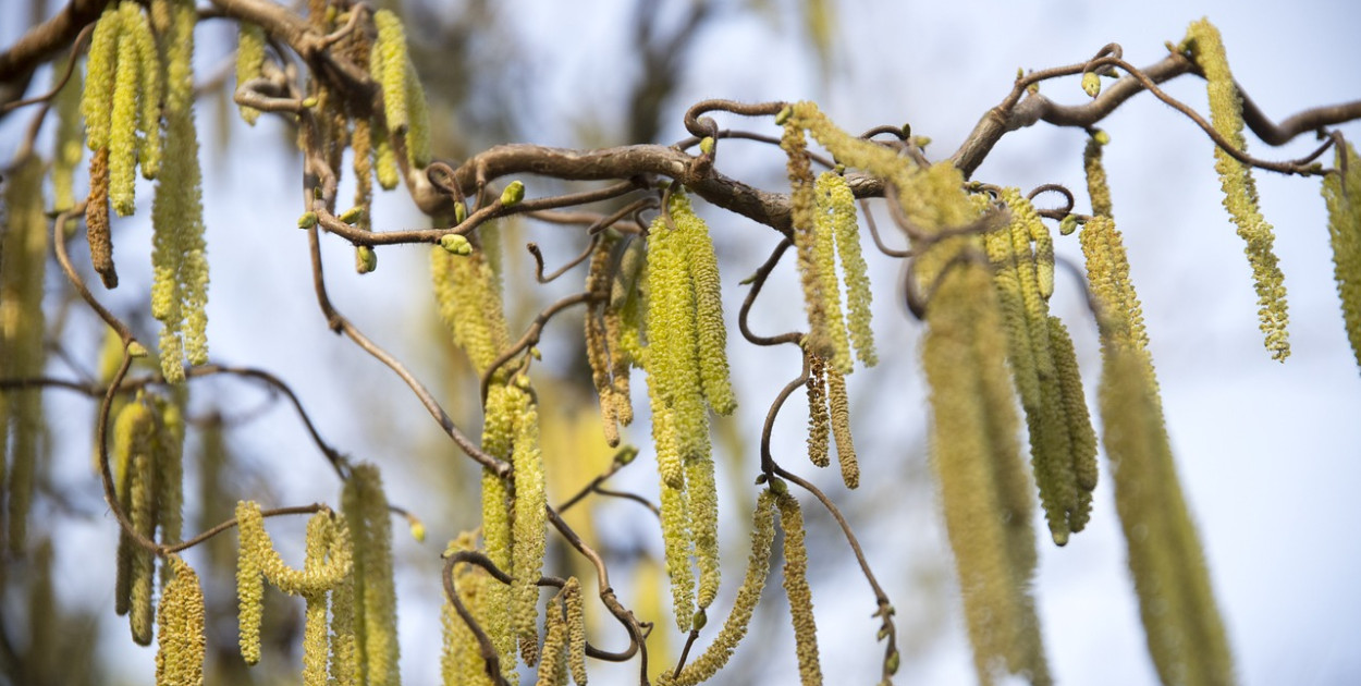 Ostrzeżenie przed wysokim stężeniem pyłków