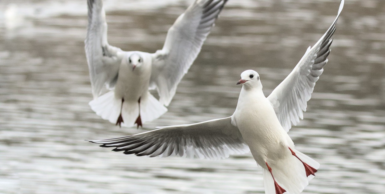 Zakaz karmienia mew budzi wątpliwości