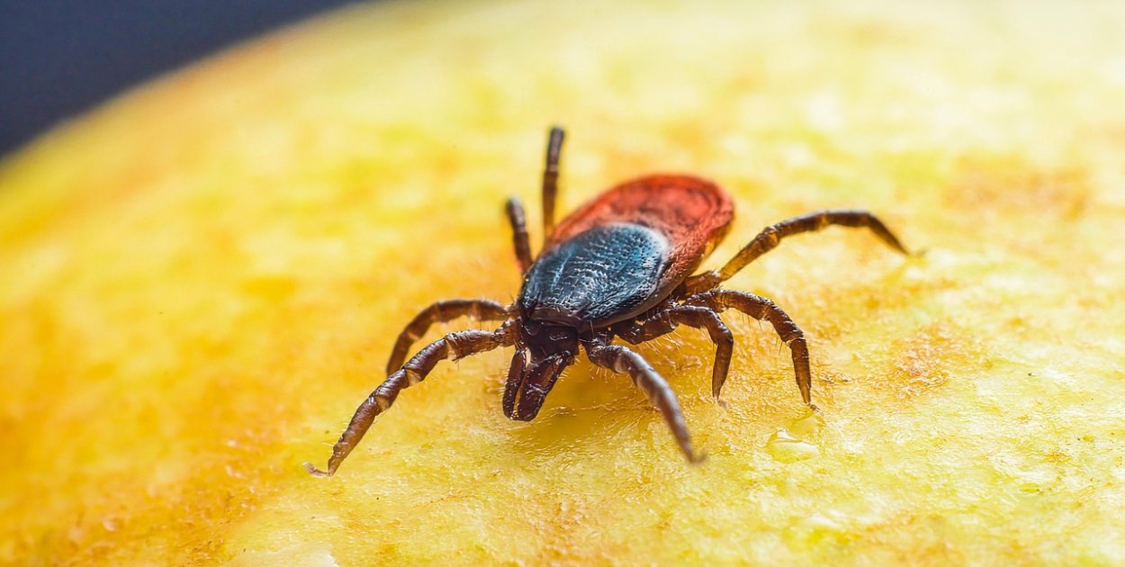 Coraz większy problem z kleszczami